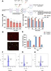 Efficient bovine sex selection via Toll-like receptors 7/8 agonist 24e through the GSK3α/β-hexokinase pathway
