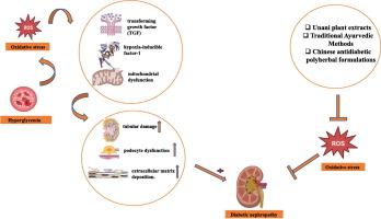 Diabetic nephropathy: Pathophysiology and potential therapeutic role of plant extracts