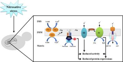 Nitrosative stress affects mitochondrial respiratory chain complex II and complex IV assemblies in Saccharomyces cerevisiae: S-nitrosylation of complex II