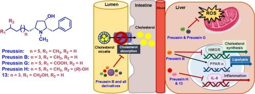 Synthesis and lipid-lowering activities of preussin derivatives