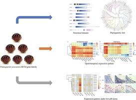 Identification, characterization, and expression analysis reveal regulatory roles of MCM genes in Patinopecten yessoensis under low-pH stress