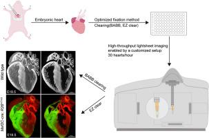 A low-cost, high-throughput pipeline for 3D imaging of embryonic mouse hearts using lightsheet microscopy