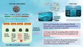 Effect of nano-zinc oxide concentration on nutrient and antibiotics removal performance by microalgae-bacteria-fungi consortia system treating aquaculture wastewater