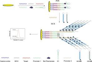 Electrochemical biosensor constructed using dual-signal amplification techniques (PER-HCR) for the ultrasensitive trace detection of ctDNA BRAF mutation