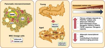 Pancreatic stellate cells have adipogenic and fibrogenic potentials but only show increased pro-fibrogenic propensity upon aging