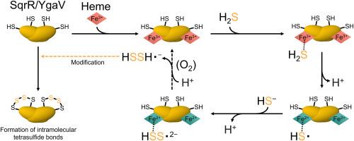 Heme bound to the bacterial transcription factor SqrR/YgaV catalyzes oxygen-dependent conversion of hydrogen sulfide to polysulfide for regulated gene expression