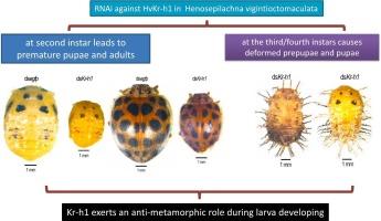 Krüppel-homolog 1 is critical for larval metamorphosis in an herbivorous ladybird