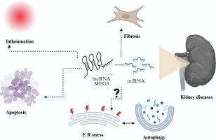 The multifaceted role of lncRNA MEG3 in kidney disease: A focus on mechanisms, therapeutic and diagnostic potential