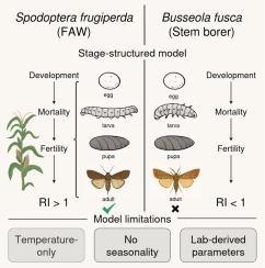 When thermal risk indices work and when they don’t: A case study of two maize insect pests