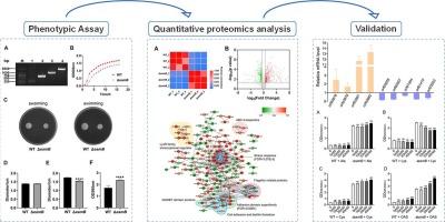 Proteomics reveals the role of the EamB transporter from Aeromonas hydrophila LP-2 in biofilm formation