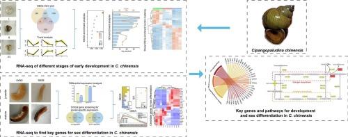 Transcriptomic analysis unveils critical genes governing early development and sex differentiation in the Cipangopaludina chinensis (Gastropoda: Viviparidae)