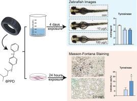 6PPD exposure reduced the melanin deposition by inhibiting tyrosinase activity in larval zebrafish