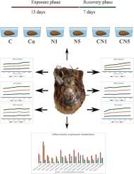 Isolated and combined toxicity of PVC microplastics and copper on Pinctada fucata martensii: Immune, oxidative, and metabolomics insights