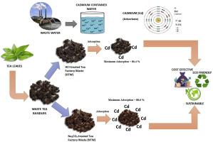 Tea factory waste as a cost-effective and sustainable Cadmium(II) adsorbent: Investigating adsorption isotherms, kinetics, and thermodynamics