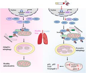 Arylsulfatase K attenuates airway epithelial cell senescence in COPD by regulating parkin-mediated mitophagy