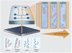 Characterizing ssRNA and dsRNA electrophoretic behavior: empirical insights with neural network-aided predictions†