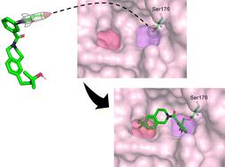 Theoretical investigation of covalent inhibitors targeting ricin†