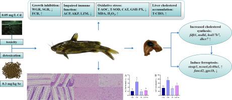 Selenium alleviates the effects of cadmium on growth performance, oxidative stress, cholesterol synthesis and ferroptosis of hybrid yellow catfish, Pelteobagrus fulvidraco ♀ × Pelteobagrus vachelli ♂