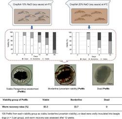 Survival and infectivity of Paragonimus westermani Metacercariae in soy sauce–marinated crayfish