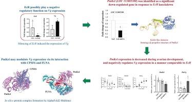 Identification and functional characterization of a novel ovarian-specific Kelch domain-containing gene involved in the ecdysteroid signaling pathway of Penaeus monodon