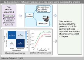 Early detection of Aphanomyces root rot in pea plants using hyperspectral imaging