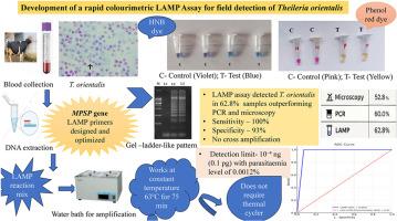 A novel colourimetric loop-mediated isothermal amplification (LAMP) assay for rapid field-level detection of Theileria orientalis
