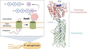 Structural and Functional Characterization of Pseudomonas aeruginosa Virulence Factor AaaA, an Autotransporter with Arginine-Specific Aminopeptidase Activity