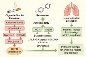 Cytoprotective role of resveratrol in cigarette smoke-induced pyroptosis through Nrf2 pathway activation