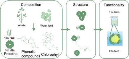 Proteins derived from green biomass: Alfalfa (Medicago sativa L.) and water lentil concentrate (Lemna minor L.) in the focus as stabilizers for emulsions