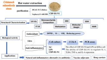 Extraction, purification, structure characterization of polysaccharides from Cistanche deserticola and their biological effects