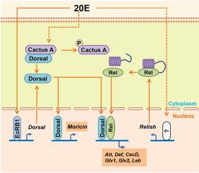 20-Hydroxyecdysone regulates the expression of antimicrobial peptides through dorsal and relish in Helicoverpa armigera