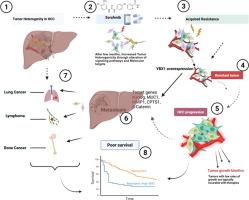 Transcription factor YBX1 orchestrates drug resistance and tumor progression in HCC