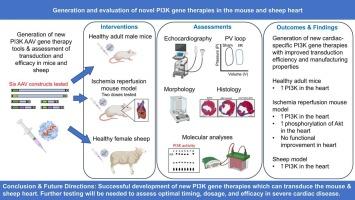 Generation and evaluation of a novel PI3K-targeting gene therapy in the failing mouse heart and healthy sheep heart