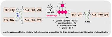 Lighting up peptides: direct dehydroalanine formation from diselenides via Rose Bengal photocatalysis†