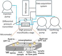 Mechanistic understanding of carbon mineralization in fracture systems using microfluidics†
