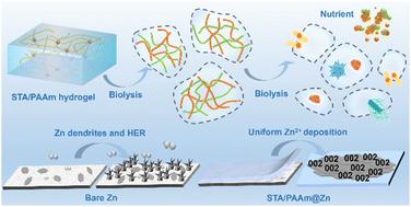 Biodegradable starch-based hydrogel as a multifunctional SEI for ultra-stable and flexible zinc-ion batteries†