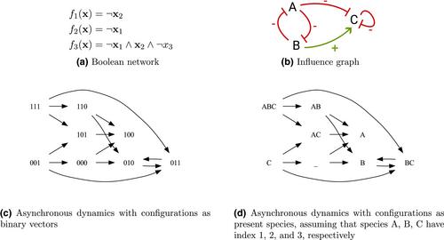 Inference of ecological networks and possibilistic dynamics based on Boolean networks from observations and prior knowledge