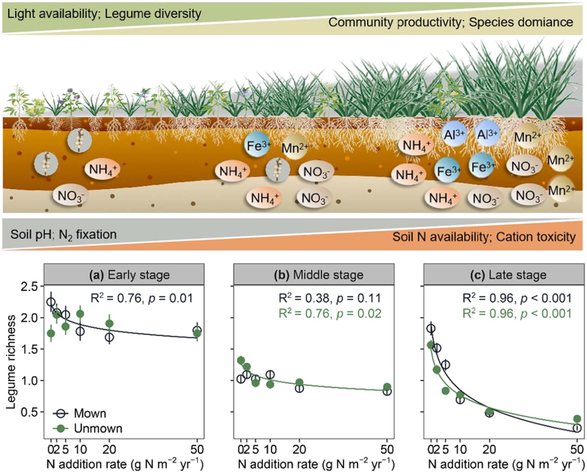 Nitrogen addition drives local extinction of legumes in meadow steppe