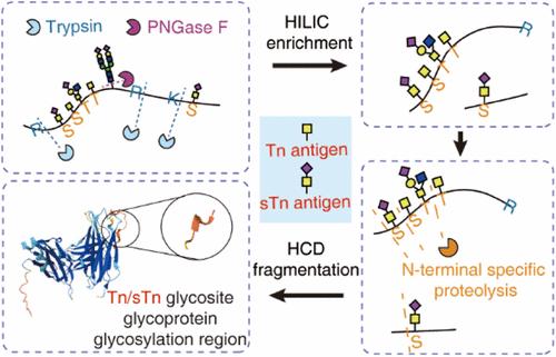 A Label-Free Method Combining Chromatography Enrichment with N-Terminal Specific Proteolysis Enables Sensitive Identification of Tn/sTn Glycosites