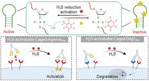Engineering H2S-Activatable Aptameric Binders for Tailored Cell Manipulation