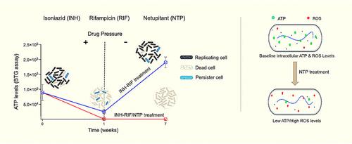 Netupitant Exhibits Potent Activity on Mycobacterium tuberculosis Persisters