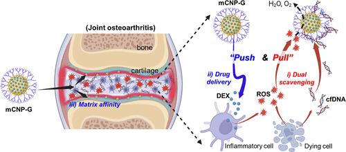 Push-and-Pull Nanotherapeutics for Osteoarthritis with Drug Delivery and Dual Scavenging of Reactive Oxygen Species and Cell-Free DNA