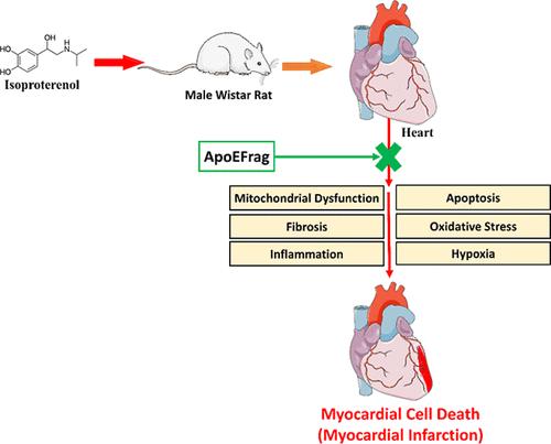Cardioprotective Potential of ApoE-Derived Peptide (ApoEFrag) in Myocardial Infarction in Rats: A Mechanistic Study