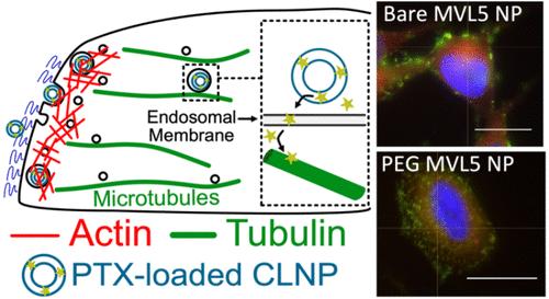 Multivalent Lipid MVL5 Micellar Nanoparticles Exhibit Increased Paclitaxel Loading with PEGylation Enhancing Cancer Cell Penetration and Cytotoxicity