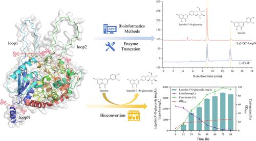 Characterization and Modification of a Novel, Highly Soluble Flavonoid 3′-OH Glycosyltransferase from Lactuca sativa and Its Application in the Efficient Biosynthesis of flavonoid-3′-O-glucoside
