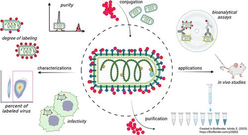 Tailoring the Methods of Conjugation and Characterization for a Replication-Competent, Live, Viral Vector