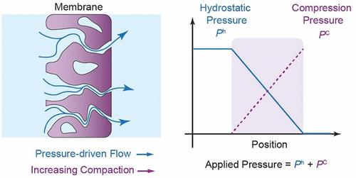 Compaction of Pressure-Driven Polymer Membranes: Measurements, Theory, and Mechanisms