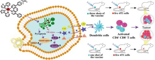 Endoplasmic Reticulum-Targeting Iridium(III) Complexes Induce Pyroptosis and Enhance Immunogenic Cell Death in MDA-MB-231 Cells