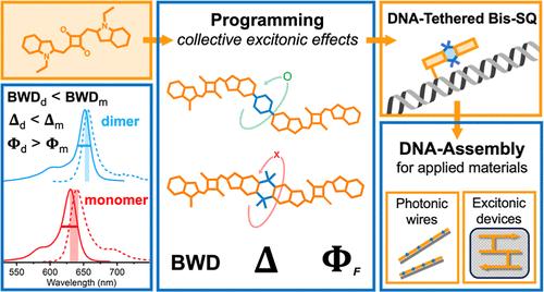 Influence of Collective Excitonic Effects on the Photophysics of Flexibly- and Rigidly-Bridged Squaraine Dimers Targeted for DNA-Based Applications