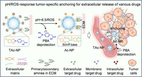 Bioinspired Polymeric Nanomedicines with Tumor Extracellular Matrix Anchoring Capability for Prolonged Tumor Retention and Drug Delivery